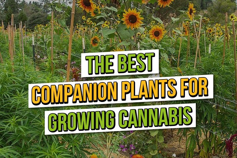 What are the Best Companion Plants for Growing Cannabis?