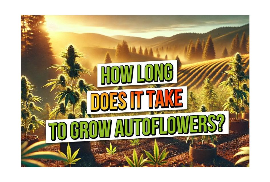 How Long Does It Take to Grow Autoflowers?