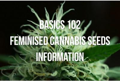 Basics 102: Feminised Cannabis Seeds Information