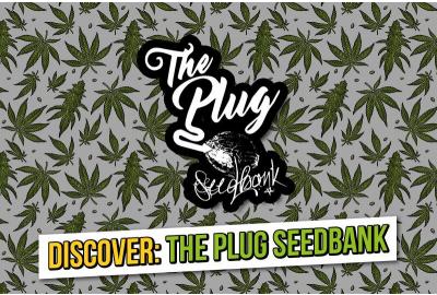 Discover The Plug Amsterdam and its top three best-selling cannabis seeds