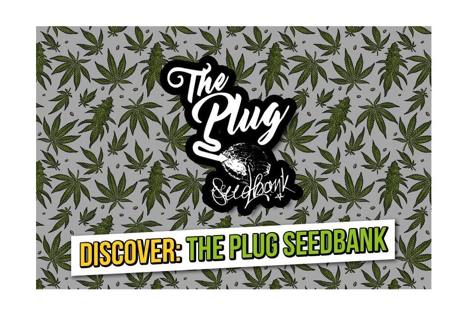 Discover The Plug Amsterdam and its top three best-selling cannabis seeds