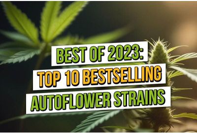 Top tien best verkochte autoflowering cannabiszaden van 2023