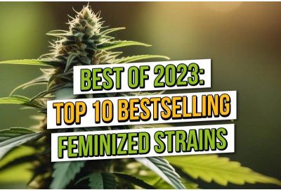 Top Ten Best Selling Feminised Cannabis Seeds 2023
