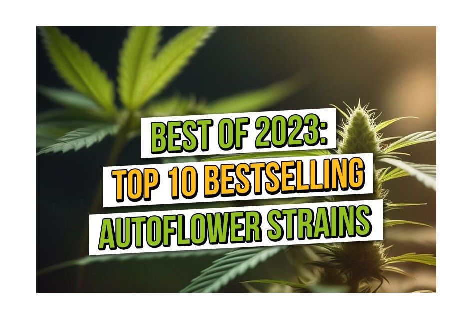 Top tien best verkochte autoflowering cannabiszaden van 2023
