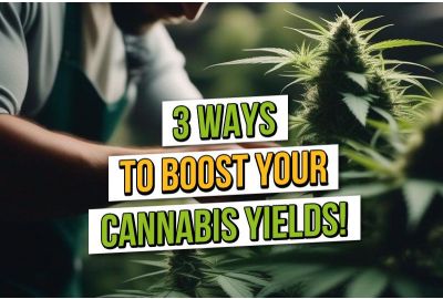 Growing Green Gold: 3 Ways to Boost Your Cannabis Plant Yield