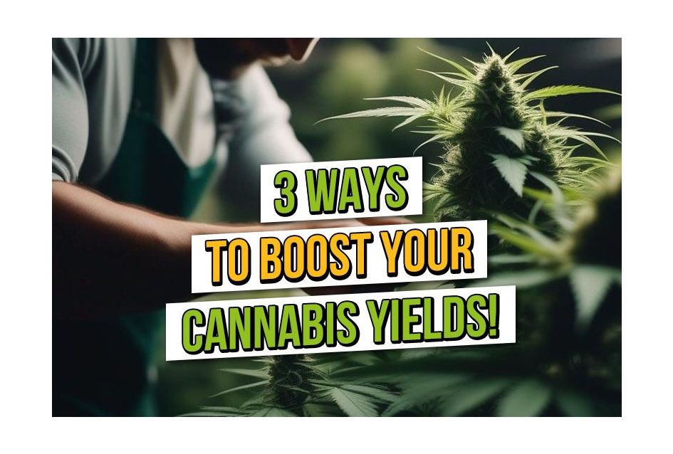 Kweek groen goud: 3 manieren om de opbrengst van je cannabisplant te vergroten