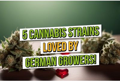 5 cannabissoorten geliefd bij Duitse kwekers