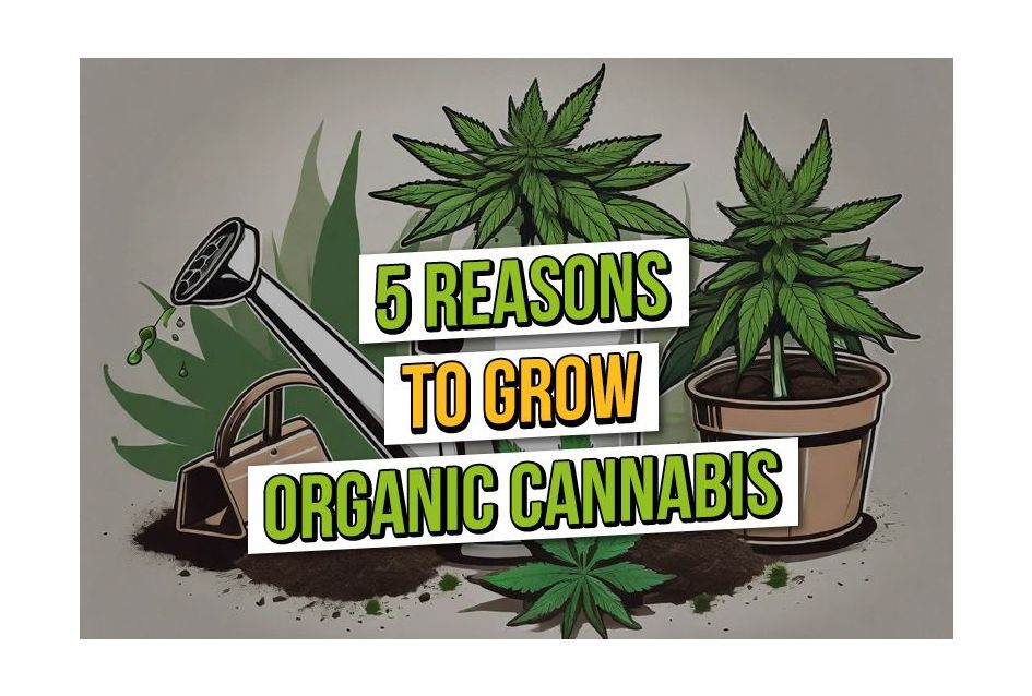 Don't Panic, Grow Organic: 5 Reasons to Grow Organic Cannabis