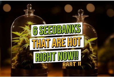 Six More of the Hottest Seedbanks right now