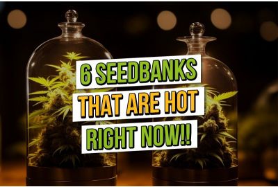 6 Cannabis-Samenbanken, die derzeit heiß begehrt sind