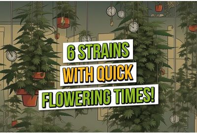 6 Semillas de Cannabis con un Tiempo de Floración Rápida.