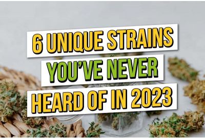 Zes unieke cannabissoorten waar je waarschijnlijk nog nooit van hebt gehoord