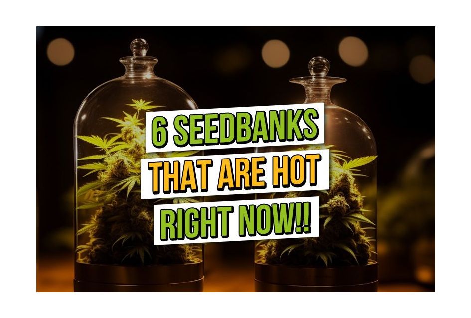 6 banche di semi di cannabis che vanno di moda in questo momento