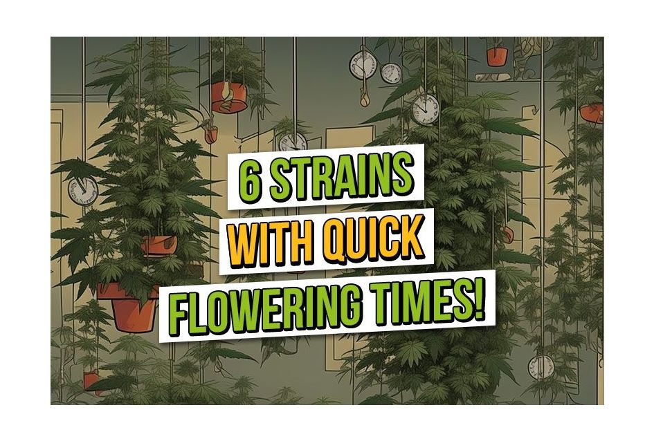 6 Cannabis Seeds with a Quick Flowering Time