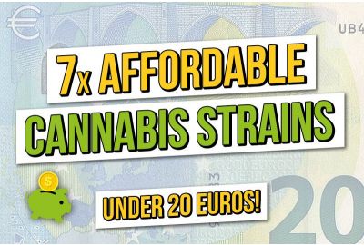 Top 7 der besten Cannabissamen für 20 Euro oder weniger