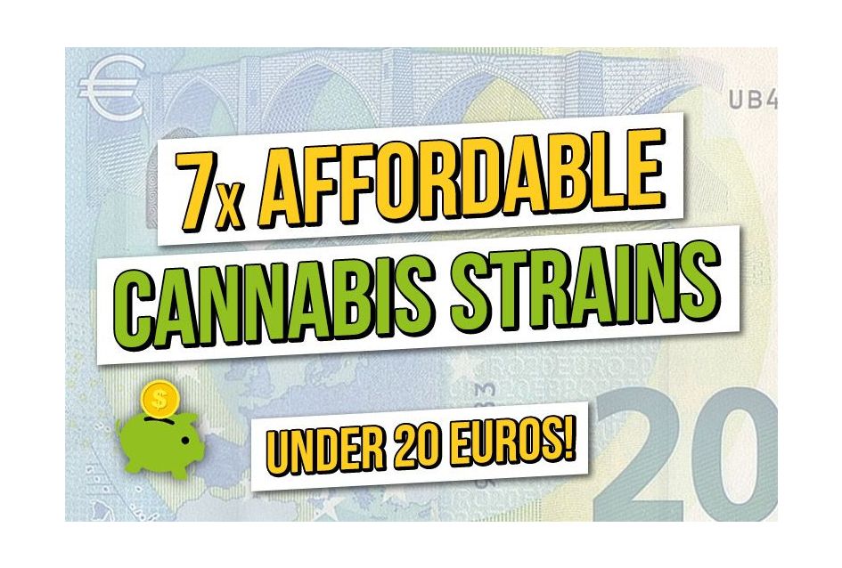 Top 7 der besten Cannabissamen für 20 Euro oder weniger