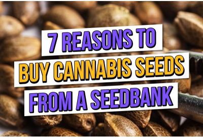 7 raisons d'acheter des graines de cannabis dans une banque de graines