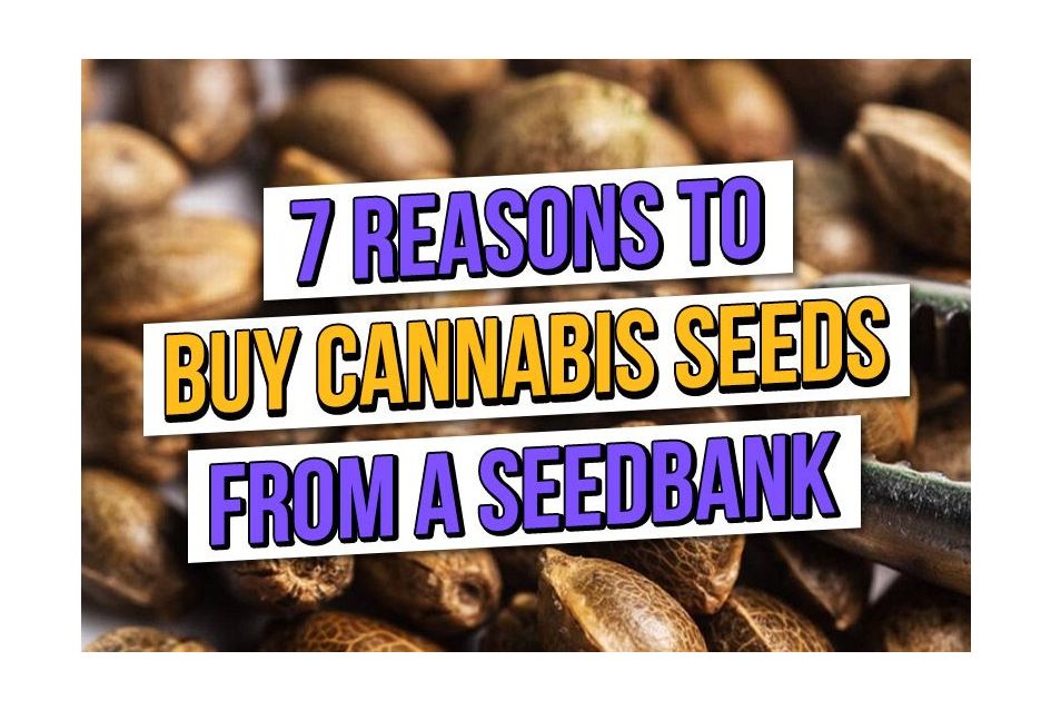 7 Gründe, warum man Cannabissamen von einer Samenbank kaufen sollte
