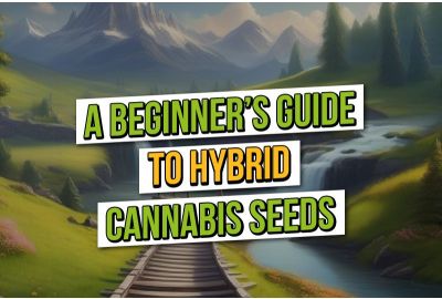 Guide du débutant sur les graines de cannabis hybrides : Indica et Sativa