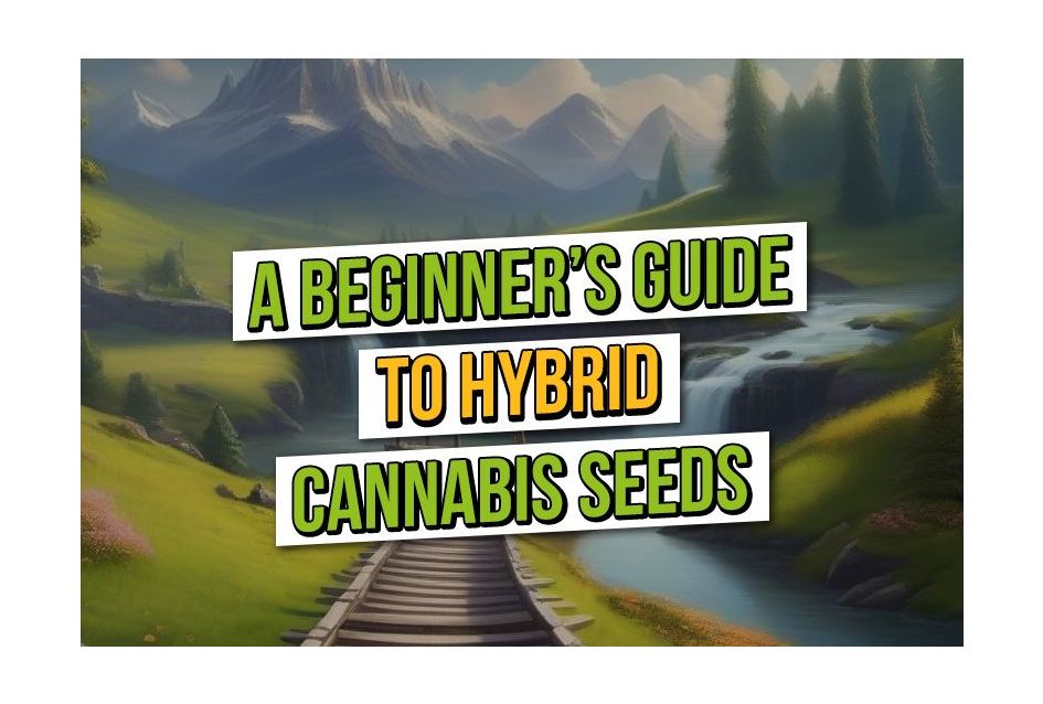 Een beginnershandleiding voor hybride cannabiszaden