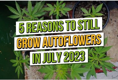5 Gründe, im Juli 2023 noch Autoflowers anzubauen