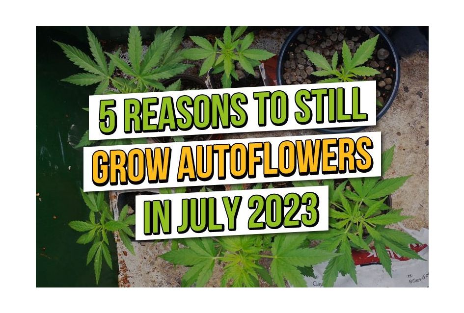 5 Redenen om in juli 2023 alsnog autoflowers te kweken