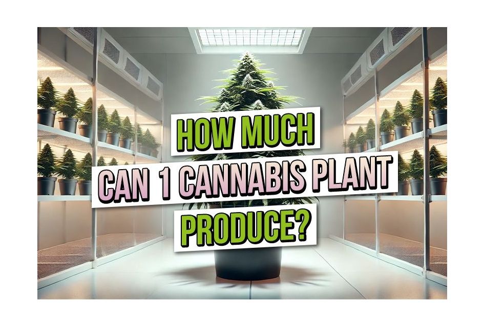 How Much Can One Cannabis Plant Produce 