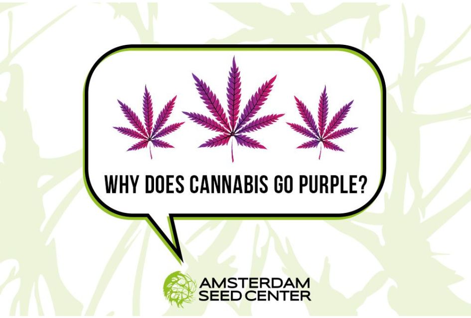 Why does cannabis turn purple? Our Top 5 Purple Cannabis Strains