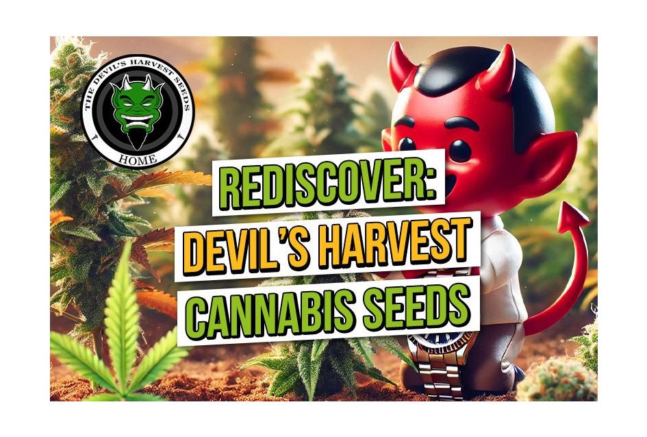 Rediscover Devils Harvest Cannabis Seeds