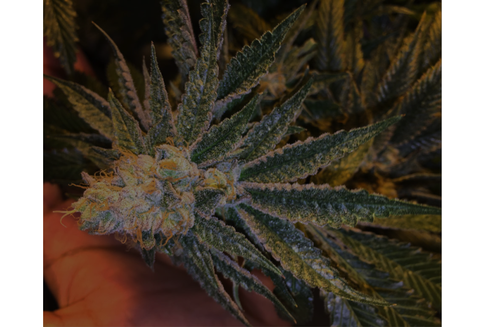 TOP-5 CULTIVARS FROM SEEDS IN 2016 BY @ESJEHERB