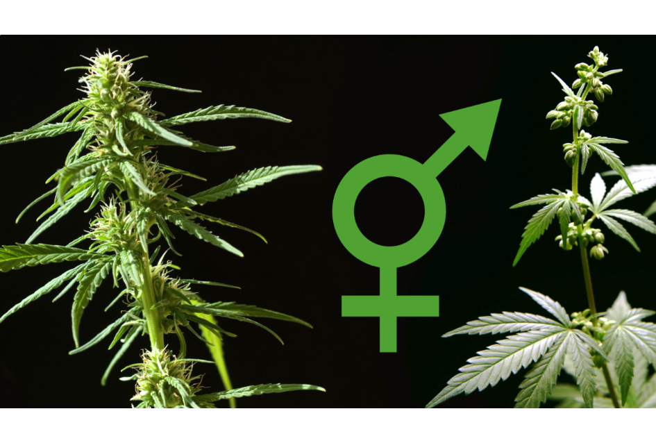 Basics 103: Regular Cannabis Seeds Information
