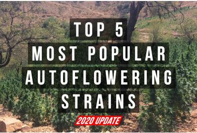 Top 5 Autoflower Strains (2020 UPDATE)