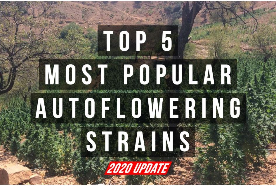 Top 5 Autoflower Strains (2020 UPDATE)