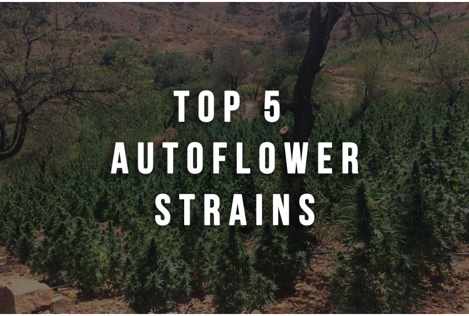 Top 5 Autoflower Strains