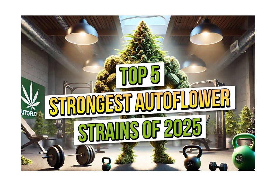 A poster-style image featuring a muscular cannabis plant in a gym setting with the headline “Top 5 Strongest Autoflower Strains of 2025.” Surrounded by barbells, kettlebells, and grow lights, the visual promotes potent autoflowering cannabis varieties in