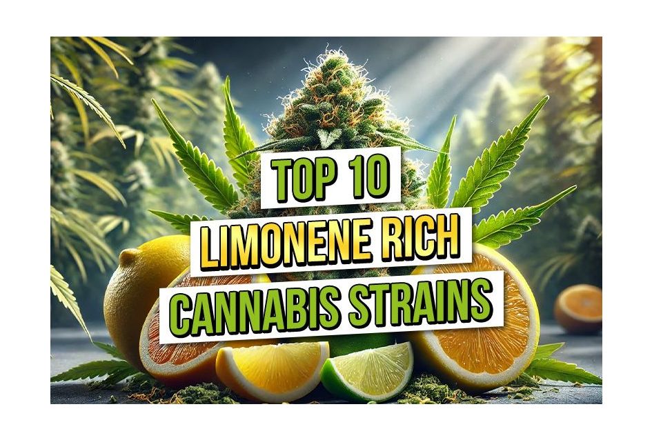 Top 10 Limonene-Rich Cannabis Strains