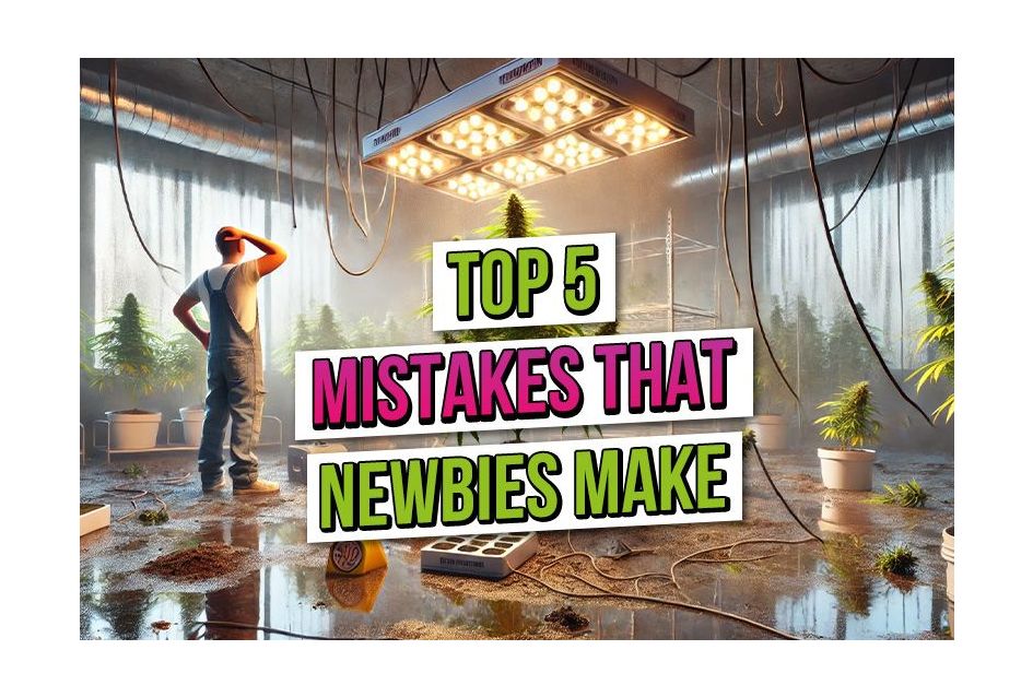 New to growing? Avoid the rookie mistakes that trip up every first-timer—from bad lights to nutrient overload. Grow smart, not sorry.