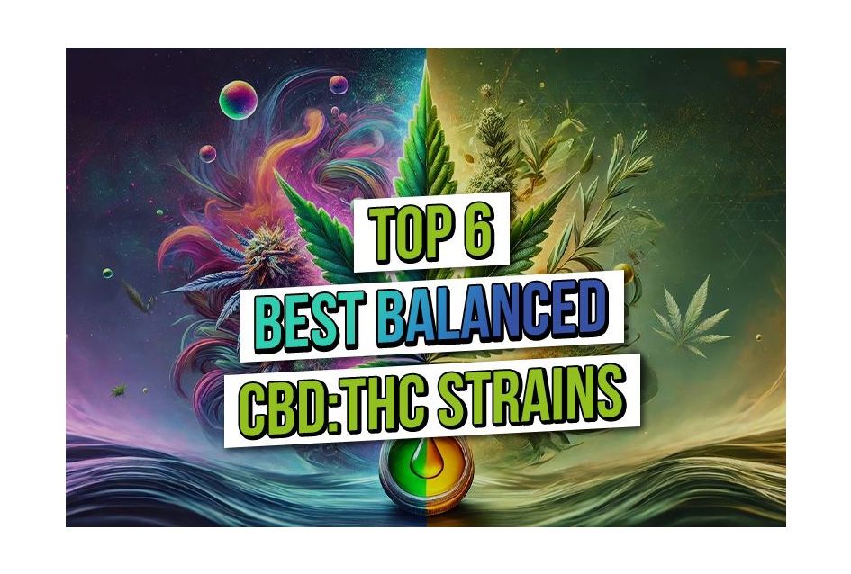 The Best Balanced Hybrids: CBD – THC 1:1 ratio