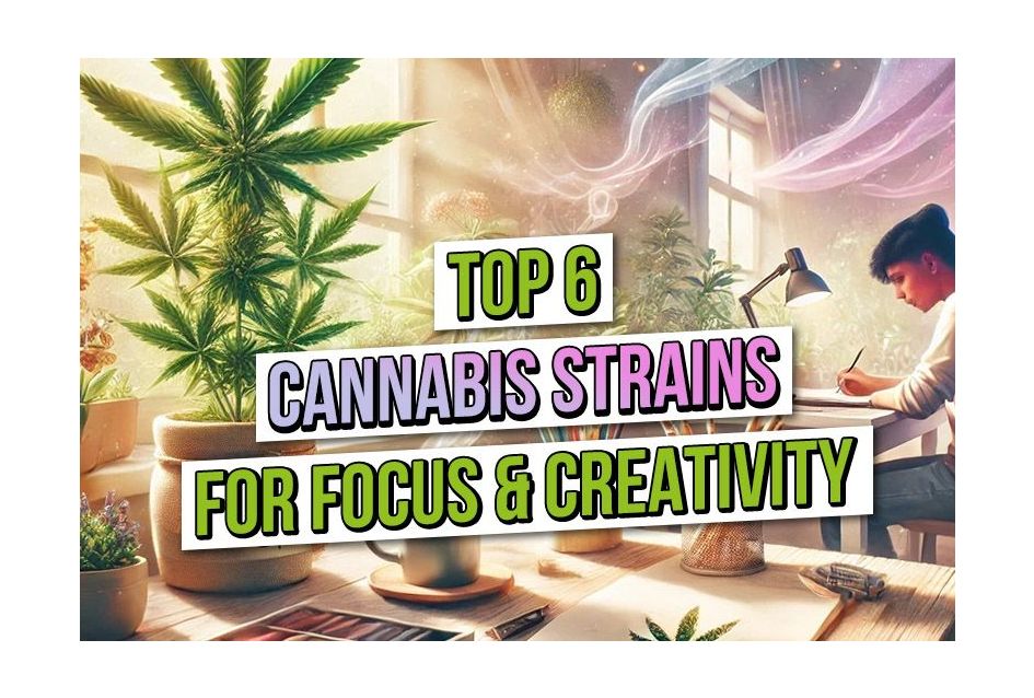 Top Six Cannabis Strains for Focus and Creativity