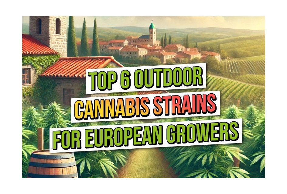 Top Six Outdoor Cannabis Strains for European Growers