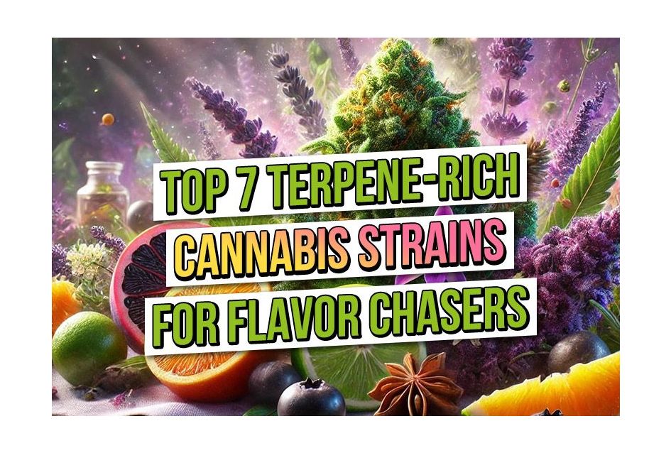 Top 7 Terpene-Rich Cannabis Strains