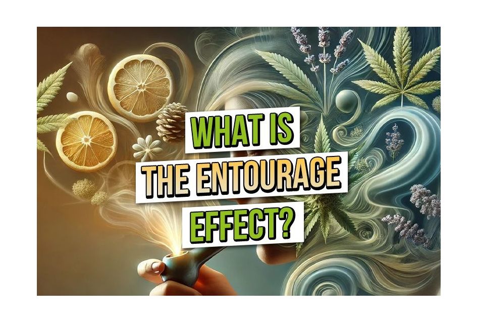 5 Cannabis Strains That Showcase the Entourage Effect Perfectly
