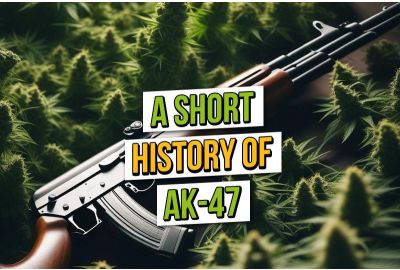 Une brève histoire de la variété de cannabis AK-47
