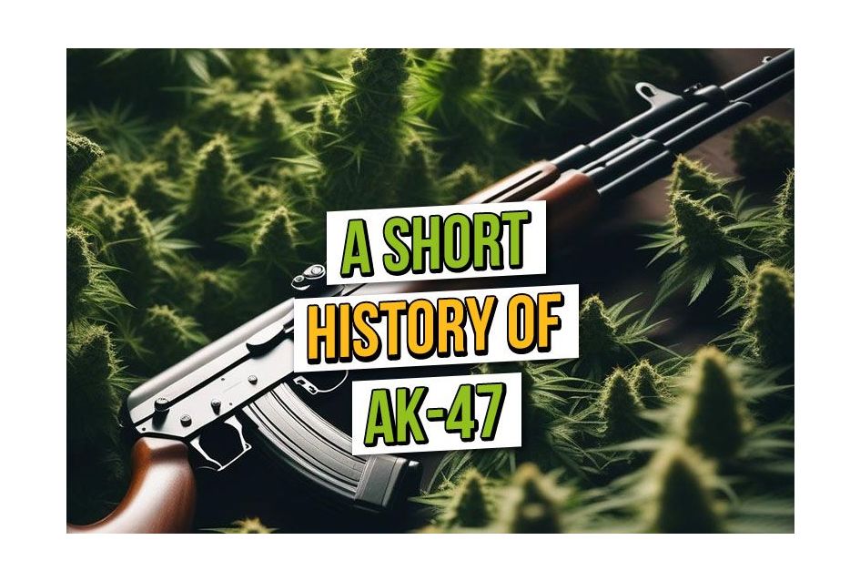 A Short History of The AK-47 Cannabis Strain