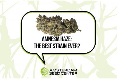Is Amnesia de beste cannabissoort die ooit is gemaakt? + Top 4 Amnesia Cannabis Hybriden