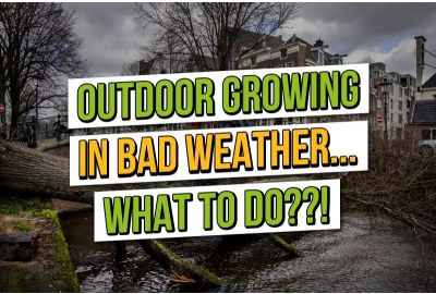 Growing Cannabis Outdoors: 6 things to do in bad weather
