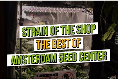 Le meilleur de : Strain of the Shop au Amsterdam Seed Center