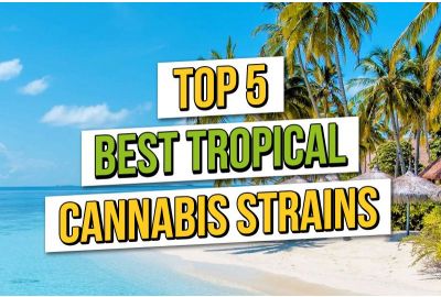 Top 5 der besten tropischen Cannabissamen