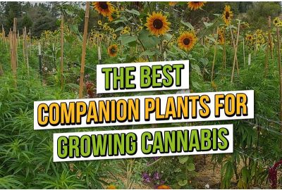 What are the Best Companion Plants for Growing Cannabis?