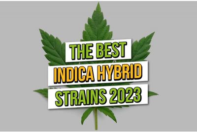 Beste Indica-Hybrid-Hanfsamen 2023